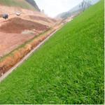 河南護坡用什么草種好