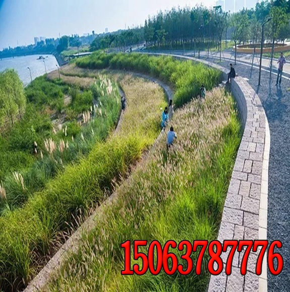 廣東高速公路護坡綠化?