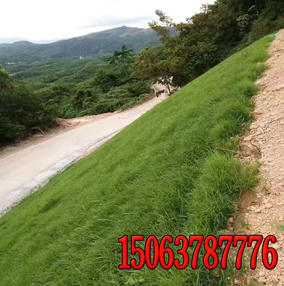 高速公路護坡綠化植物？