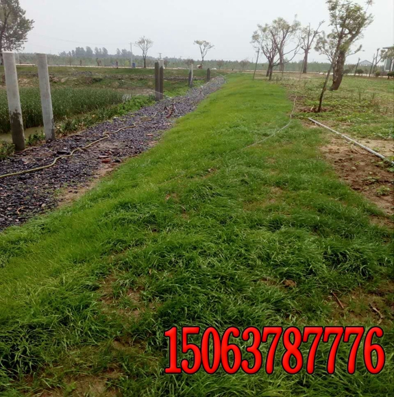 高速公路護坡綠化種草坪的價格？
