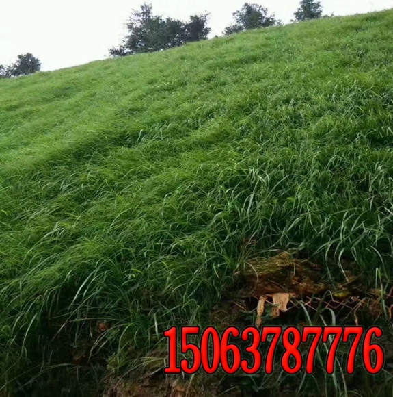 護坡綠化草籽配比?