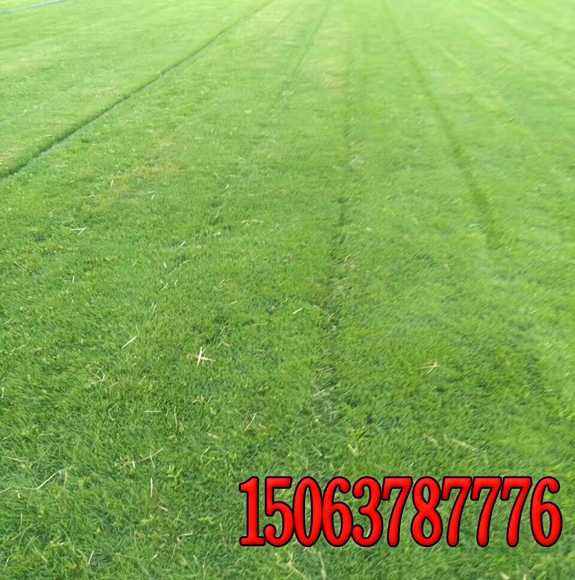 公路護坡綠化草種？
