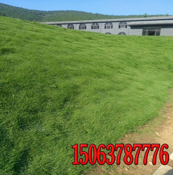 公路護坡綠化草種？