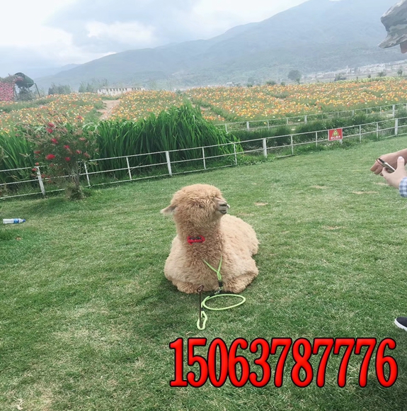 灌木護坡綠化(掛網)？