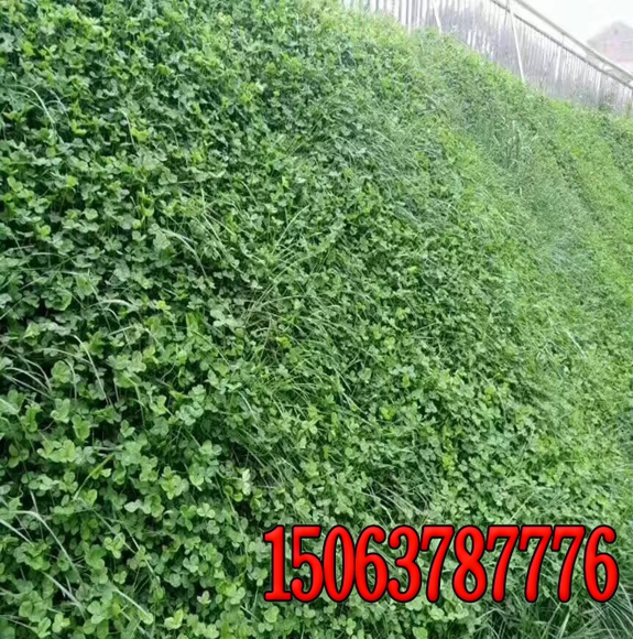 邊坡綠化草籽噴播機  