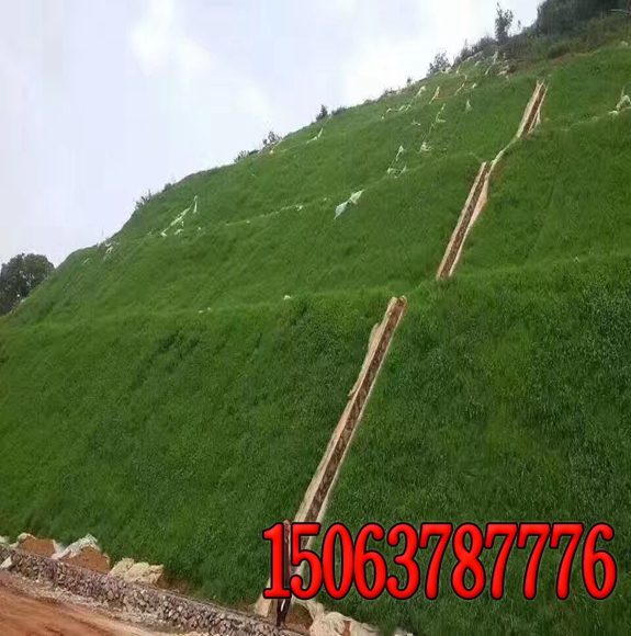 高速公路邊坡綠化