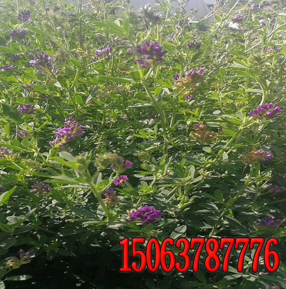 邊坡綠化草種與肥料的比例
