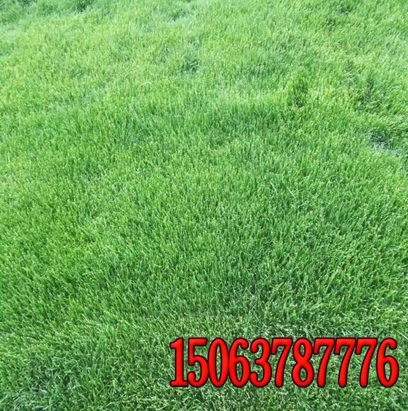 河南邊坡綠化工程