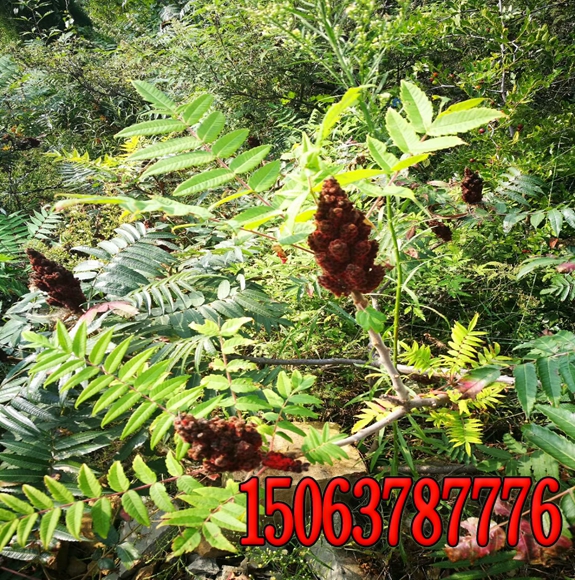 內蒙 護坡草籽