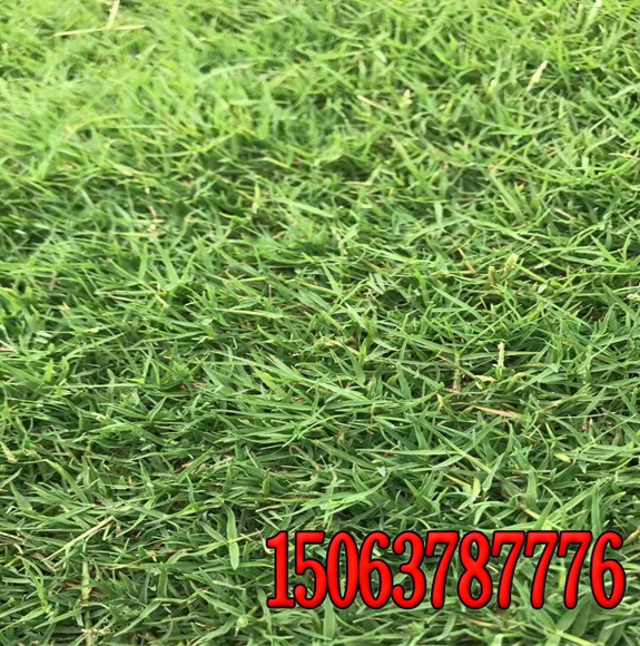 清遠植草護坡草籽袋