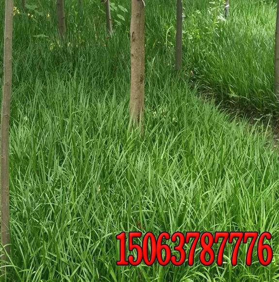 護坡噴草籽價格