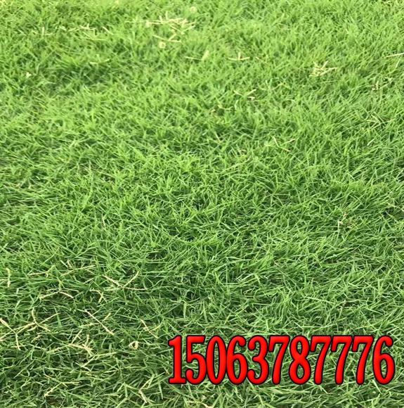 福建護坡草籽