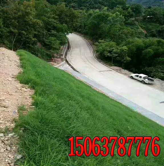 福建護坡草籽