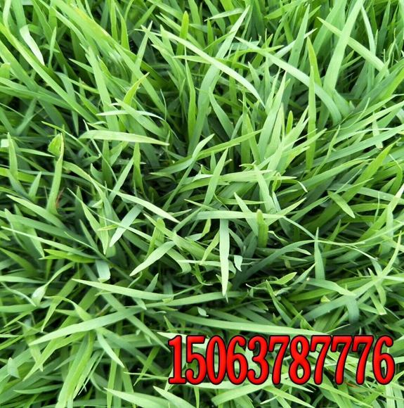 護坡草籽種植時間