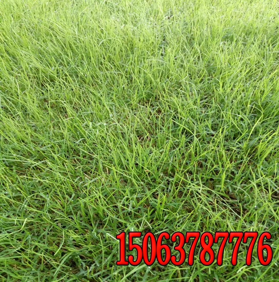 護坡上用的噴草籽機