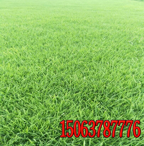 噴播植草護坡噴播厚度及草籽量