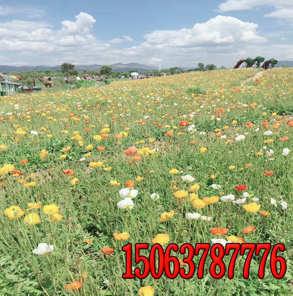 護坡撒草籽每平撒播