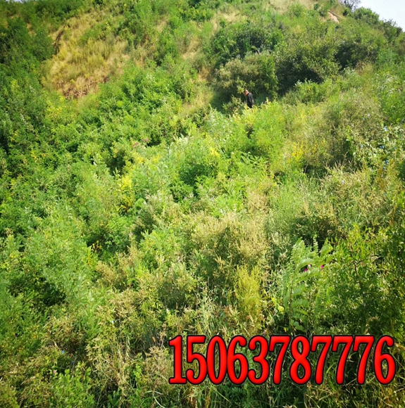 荒山放養牛種什么牧草
