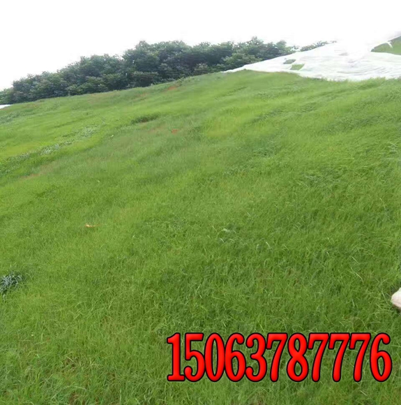 種什么適合在荒山地