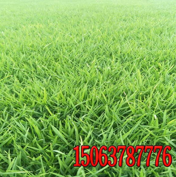 昆明荒山能種什么牧草呀
