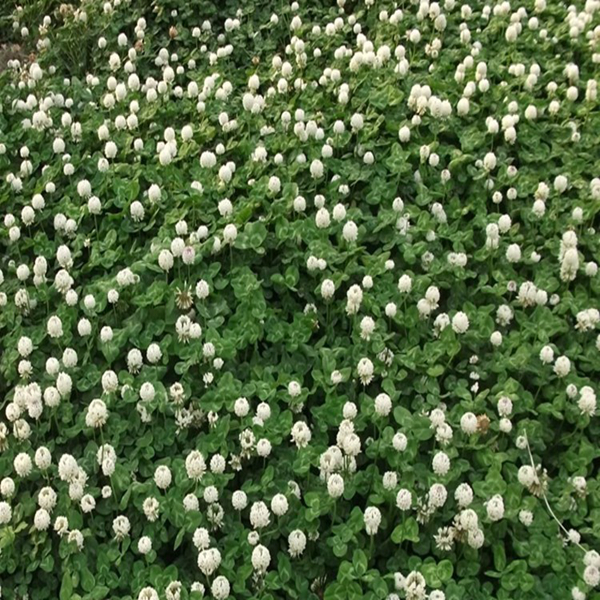 什么花可以做護坡？