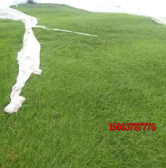 購買草坪草籽需要注意什么？