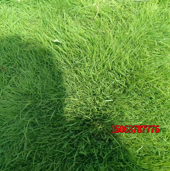 種植草坪可以用高羊茅種子嗎