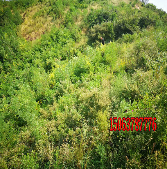 怎樣種植高羊茅草籽？