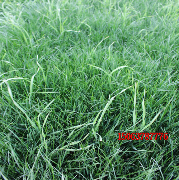高羊茅和那種草種子混播效果比較好？