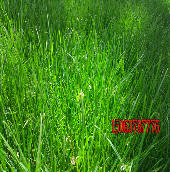 種植百慕大草坪需要注意什么？