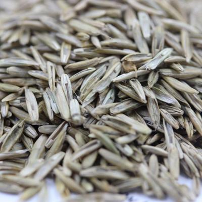 黑麥草收獲后干什么用