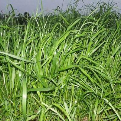 黑麥草種植技術和方法