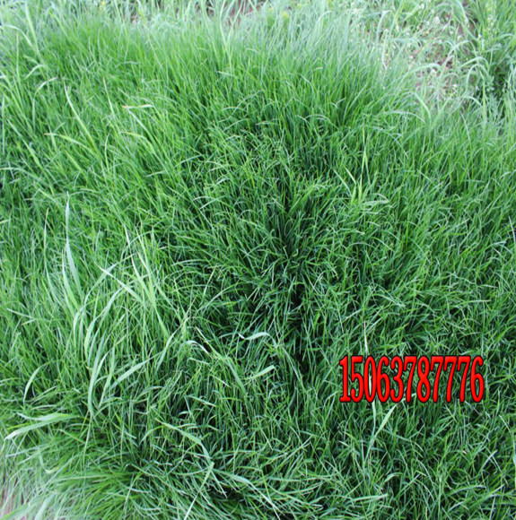 怎樣種植早熟禾草坪？