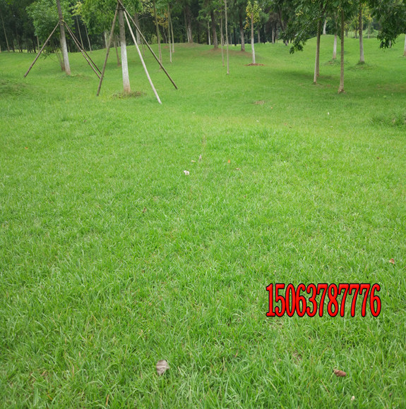 什么季節適合種植早熟禾草坪？