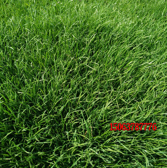 什么季節適合種植早熟禾草坪？