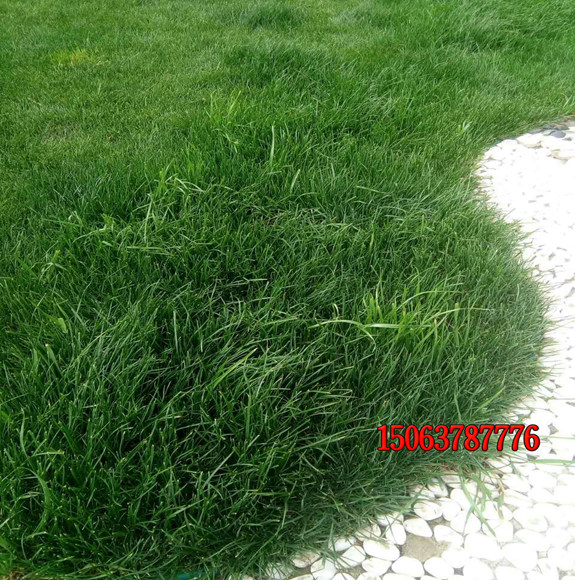 早熟禾草籽幾天發芽？