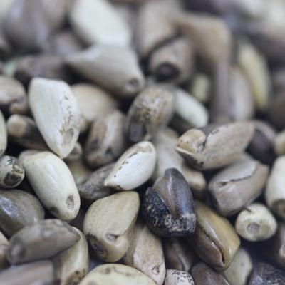 墨西哥玉米草是多年生的嗎
