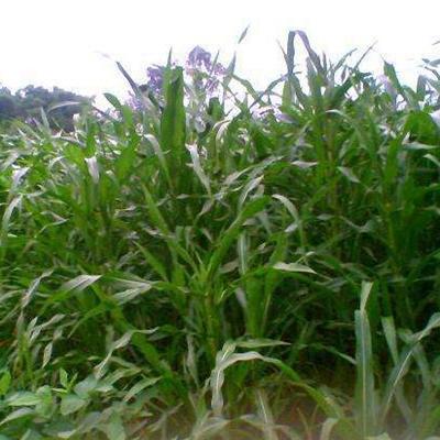 墨西哥玉米草可長4米高，畝產鮮草30噸，被譽為“夏季牧草之王”。