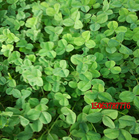 怎么樣種植白三葉草坪