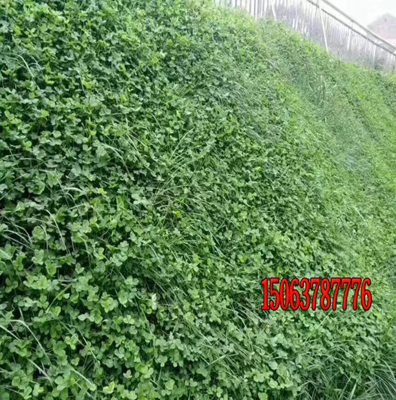 白三葉草坪怎么種植