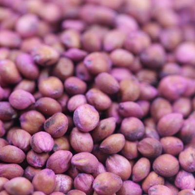 3月可以種植高丹草嗎
