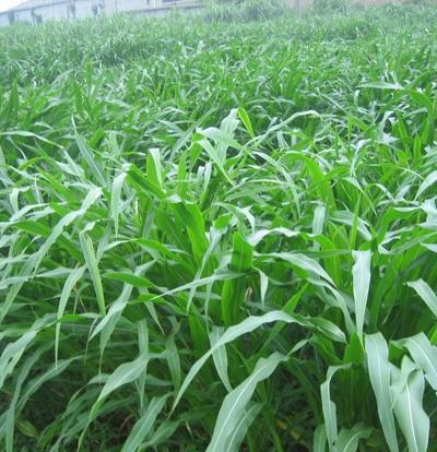 4月份可以種植高丹草嗎
