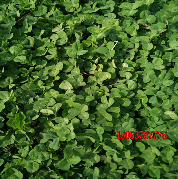白三葉可以移植嗎？