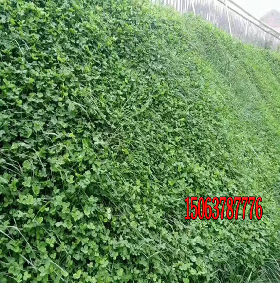 白三葉可以移植嗎？