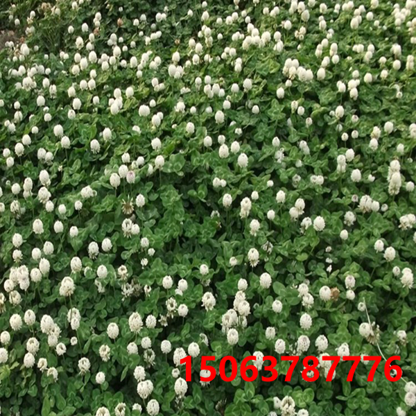 白三葉可以移植嗎？