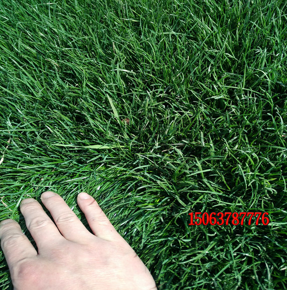 種植草坪人工撒草籽怎么撒？