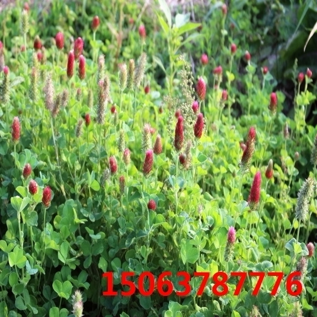 紫花苜蓿草籽種子多少錢一斤？