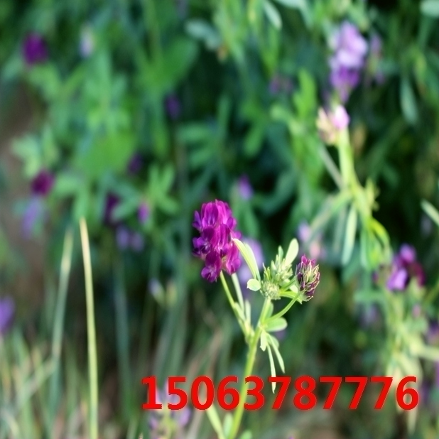 紫花苜蓿草籽種子多少錢一斤？