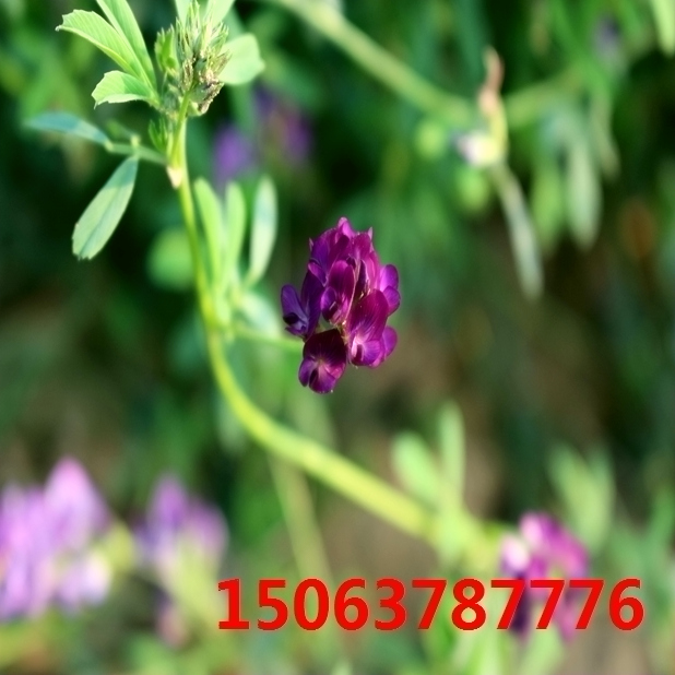 苜蓿草籽一斤多少錢？
