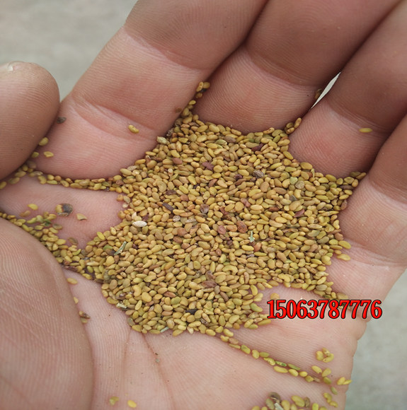 購買護坡草種子應該注意什么